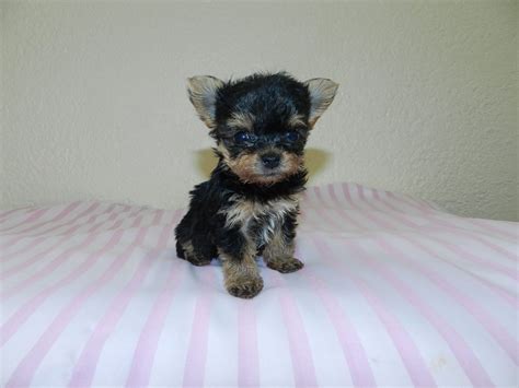 adorable, affection and best quality possible that gets better with each. . Yorkies for sale in georgia
